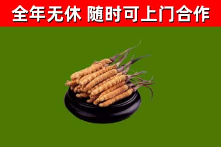 高青烟酒回收冬虫夏草.jpg